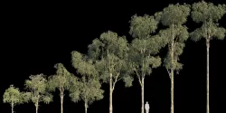 Eucalyptus Globulus 3D model