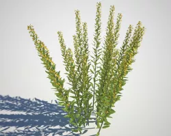 Garden flowers 3D model