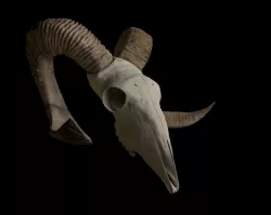 goat skull model 3D model