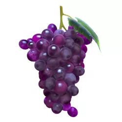 Grape  3D model