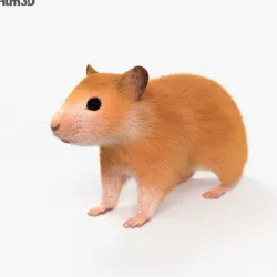 Hamster HD 3D model