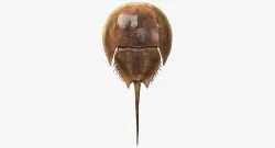 Horseshoe Crab 3D model