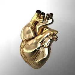 human heart 3D model