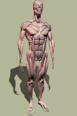 Human muscle 3D model
