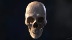 Human Skull Model 3D model