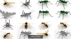 Insects 3D Model Collection