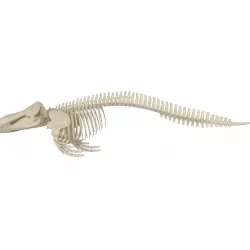 Killer Whale Orca Skeleton 3D model