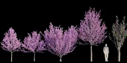 Kwanzan Cherry 3D model