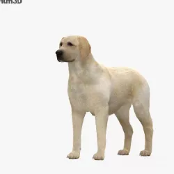 Labrador Retriever HD 3D model