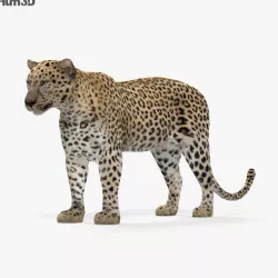 Leopard HD 3D model
