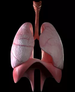 lungs 3D model