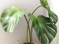 Monstera  3D model