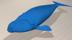 Northern Right Whale - Eubalaena Glacialis - Adult Male -  3D model
