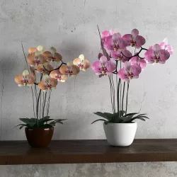 orchid flower 3D model