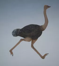 Ostrich  Low-poly  3D model