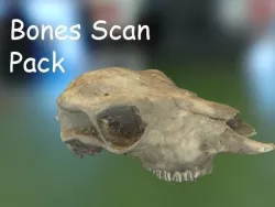 PBR Bones Scan Set 2 Low-poly  3D model