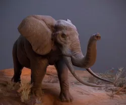 Realistic African Elephant 3D model