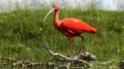 Scarlet Ibis 3D model