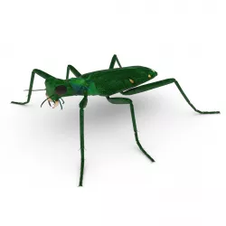 Six spotted tiger beetle Cicindela sexguttata Low-poly  3D model