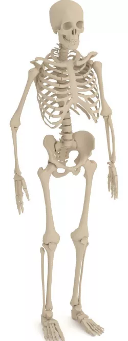 Skeleton 3D model