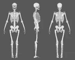 Skeleton low poly and high poly 3D model Low-poly  3D model