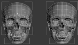 skull  3D model