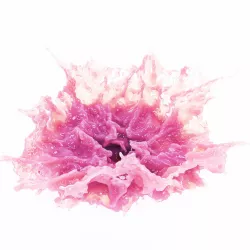 Splash 3D model