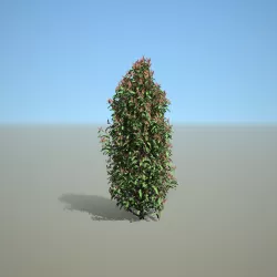 Syzygium oleina Hedge 3D model