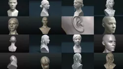Woman heads and Hairstyles 3D Model Collection
