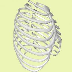 rib cage model 【 STLFinder