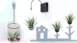 Air Plants Pack 3D Model Collection