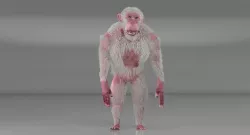Albino Chimpanzee 3D model