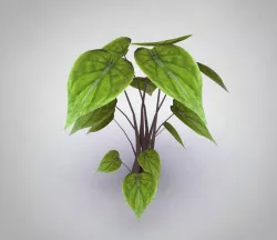 Alocasia Cucullata Low-poly  3D model