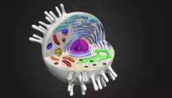 Animal cell 3D model