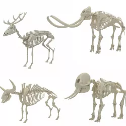 Animal Skeleton Collection  