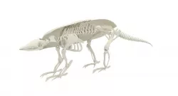 Armadillo Skeleton 3D model