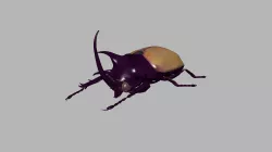 beetle  3D model