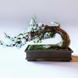 Bonsai Tree 3D model