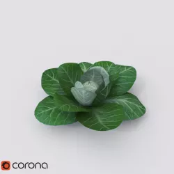 cabbage 3D model
