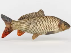 Carp Fish 3D model