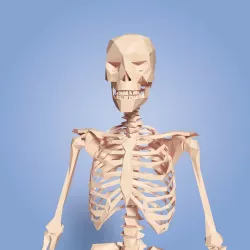 Cartoon Skeleton Low Poly Low-poly  3D model