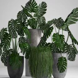 Collection Exotic plants 3D model