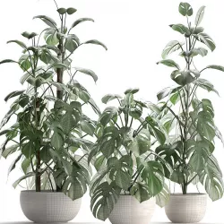Collection Exotic plants Monstera 3D model