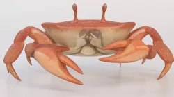 crab crustaceans 3D model
