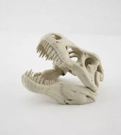 Dino Skull 3D model