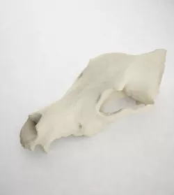 Dog Skull 3D model