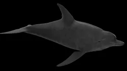 Dolphin  Low-poly  3D model