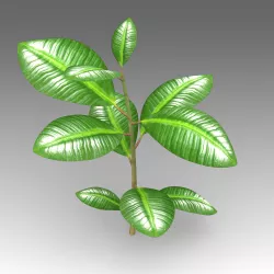 Flower Fikus 3D model