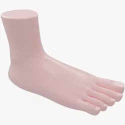 Foot Anatomy 3D model
