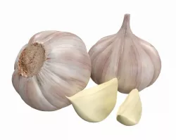 garlic 3D model